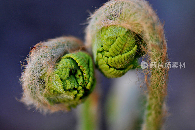 蕨类植物(Osmunda claytoniana)